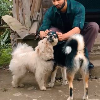 POV : Met two locals who completely stole the show ❤️

#sikkimdiaries #pawsome #doggos #traveldiaries